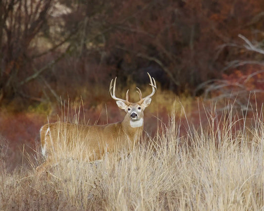 The Ultimate Guide to Feeding Deer: Tips and Products from Hunt Hardwood Ridge